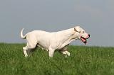 DOGUE ARGENTIN 401